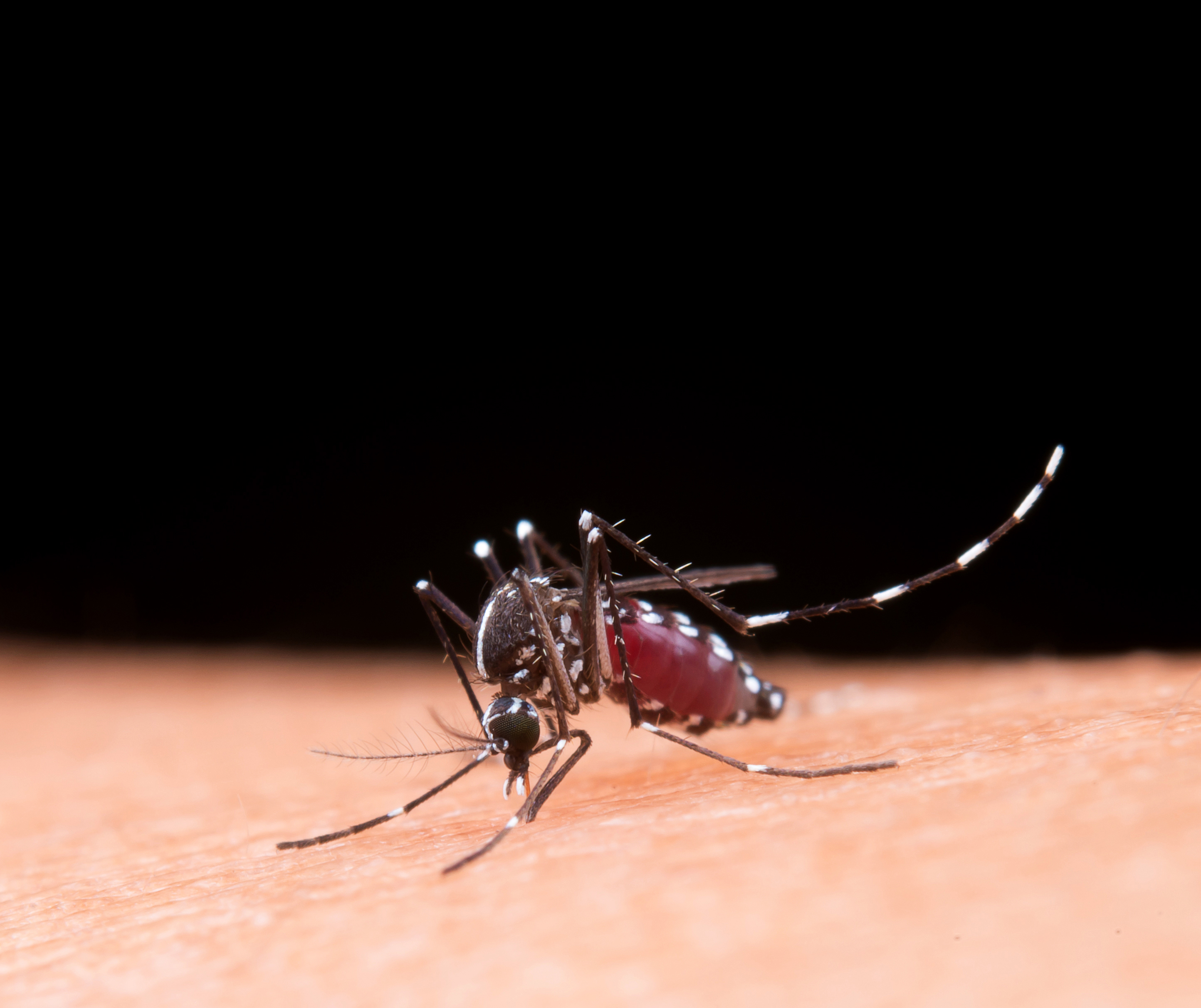 Dengue pode voltar a níveis epidêmicos e preocupa especialistas